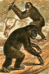 Orang Outang és Gorilla alkotó: English School