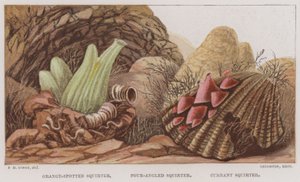 Narancsfoltos permetező, négyszögletű, ribizlipermetű (színes litho) alkotó: English School