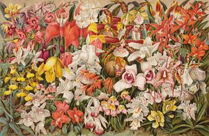 Orchidea ház (chromolitho) alkotó: English School