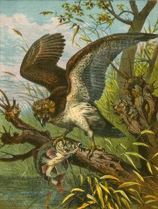 halászsólyom vagy halászsólyom alkotó: English School