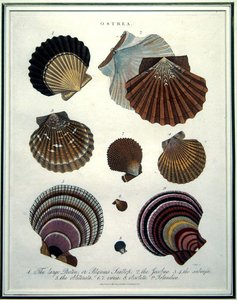 Ostrea, illusztráció az „Encyclopaedia Londinensis”-ből (1796-1829), metszett J. Pass alkotó: English School