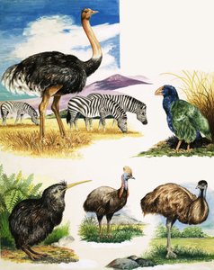 Strucc, Kiwi, Cassowary, Emu és Takahe alkotó: English School