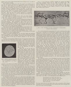 Közeli szomszédunk, a Mars (litho) alkotó: English School