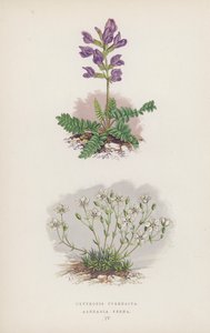 Oxytropis Pyrenaica; Arenaria Verna (színes litó) alkotó: English School