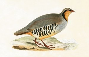 P Graeca, Var, Charles Robert Bree (1811-86) „A History of the Birds of the Birds of Europe Not Observed in the British Isles” (1867-ben megjelent) illusztrációja.