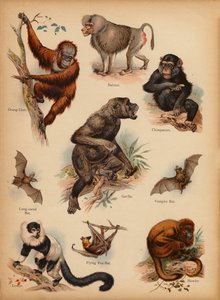 Oldal a The Little Folks’ Picture Natural History-ból, 1900 körül (chromolitho) alkotó: English School