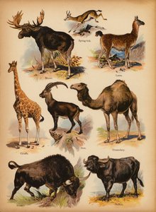Oldal a The Little Folks’ Picture Natural History-ból, 1900 körül (chromolitho) alkotó: English School