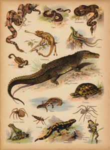 Oldal a The Little Folks’ Picture Natural History-ból, 1900 körül (chromolitho) alkotó: English School