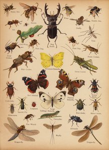 Oldal a The Little Folks’ Picture Natural History-ból, 1900 körül (chromolitho) alkotó: English School