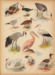 Oldal a The Little Folks’ Picture Natural History-ból, 1900 körül (chromolitho) alkotó: English School