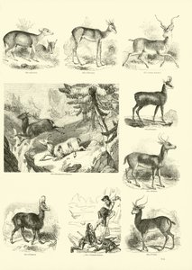 Oldal a The Pitorial Museum of Animated Nature-ből