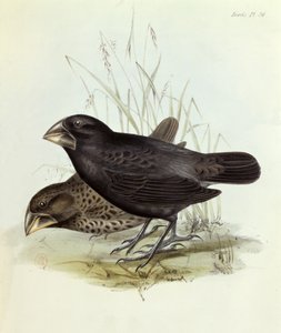 Geospiza Magnirostris pár, The Zoology of the Voyage of H.M.S. Beagle 1832-36, Charles Darwin (1809-92), 1840 London alkotó: English School