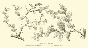Palesztina tövis alkotó: English School