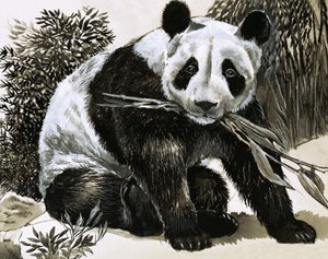 Panda alkotó: English School