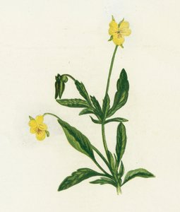 Árvácska, vagy Heartsease, Viola Tricolor alkotó: English School