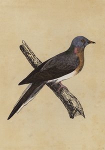 Utazó galamb (színes litográfia) alkotó: English School