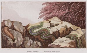 Pearly Nereis, Rainbow Leaf-Worm (színes litho) alkotó: English School