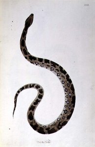 Pedda Poda kígyó a "An Account of Indian Serpents collected from the Coast of Coromandel" című könyvből, szerző: Patrick Russell, London alkotó: English School