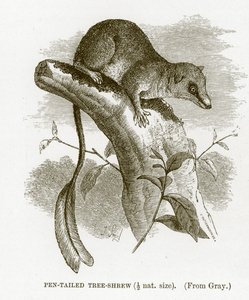 Tollfarkú cickány, illusztráció a The Royal Natural History-ból alkotó: English School
