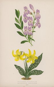 Pentstemon Crassifolium; amerikai eritrónium (színes litho) alkotó: English School
