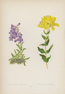 Az alázatos Pentstemon; Hypericum Burseri (színes litho) alkotó: English School