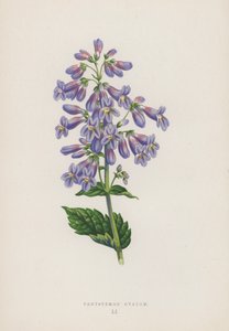 Pentstemon Ovatum (színes litográfia) alkotó: English School
