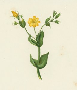 Perfoliate Yellow Wort, Chlora Perfoliata (színes litho) alkotó: English School