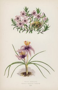 Phlox Subulata; Crocus Sativus Greecus (színes litho) alkotó: English School
