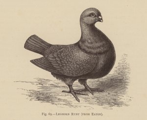 Galambok: Leghorn Runt, az Eatontól (metszet) alkotó: English School