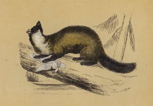 Pine Marten (színes litográfia) alkotó: English School