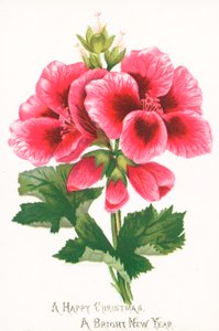Rózsaszín virágok, karácsonyi kártya alkotó: English School