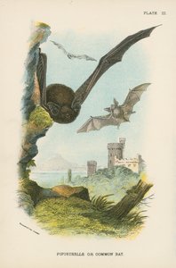 Pipistrelle vagy közönséges denevér alkotó: English School