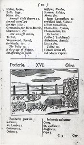 Növénytenyésztés Johann Amos Comenius „Orbis sensualism pictus” című művéből, megjelent 1689 körül alkotó: English School