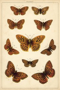 Tányér hazánk lepkéiből és lepkéiből (chromolitho) alkotó: English School