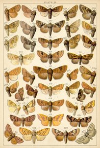 Tányér hazánk lepkéiből és lepkéiből (chromolitho) alkotó: English School