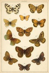 Tányér hazánk lepkéiből és lepkéiből (chromolitho) alkotó: English School