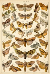 Tányér hazánk lepkéiből és lepkéiből (chromolitho) alkotó: English School