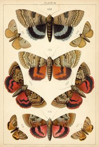 Tányér hazánk lepkéiből és lepkéiből (chromolitho) alkotó: English School