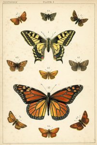 Tányér hazánk lepkéiből és lepkéiből (chromolitho) alkotó: English School