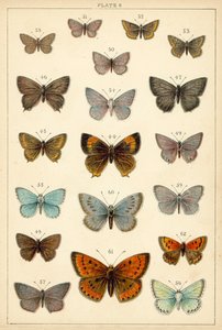 Tányér hazánk lepkéiből és lepkéiből (chromolitho) alkotó: English School