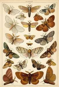 Tányér hazánk lepkéiből és lepkéiből (chromolitho) alkotó: English School