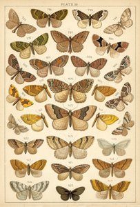 Tányér hazánk lepkéiből és lepkéiből (chromolitho) alkotó: English School