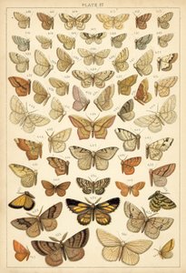 Tányér hazánk lepkéiből és lepkéiből (chromolitho) alkotó: English School