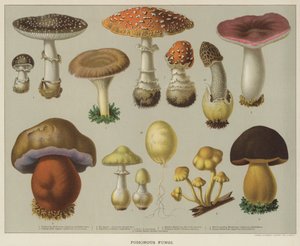 Mérgező gombák (színes litho) alkotó: English School