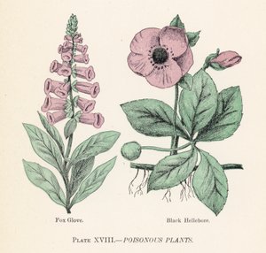 Mérgező növények (színes litho) alkotó: English School
