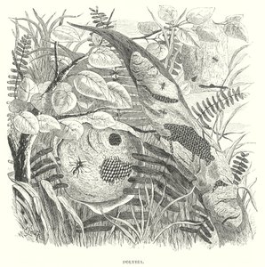 Polybia darazsak (metszet) alkotó: English School