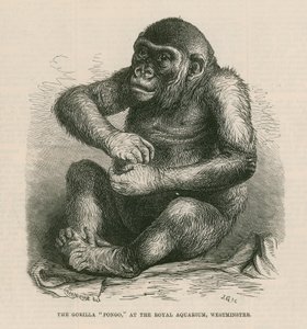 Pongo a királyi akváriumban alkotó: English School