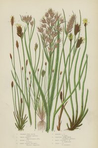 Tüskés gallyú bokor, Fehér csőrű bokor, Barna csőrű bokor, Széles levelű Blysmus, Keskeny levelű Blysmus (színes litográfia) alkotó: English School