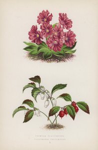 Primula Glaucescens Gaultheria procumbens (színes litho) alkotó: English School