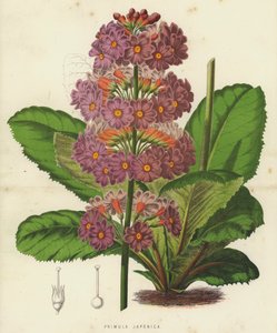 Primula Japonica (chromolitho) alkotó: English School
